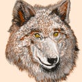 Fashion T-shirt print with vector drawn wolf