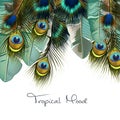 Fashion tropical illustration with realistic peacock feathers an