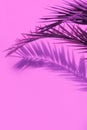 Fashion tropical location. Pink Wall and Palm. Shadows. Canary islands. Travel advertising banner wallpaper
