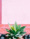 Fashion tropical location. Street wall. Aloe and shadows. Canary islands. Travel advertising stylish wallpaper