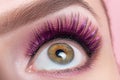 Fashionable bright eye makeup close-up. Female eye with pink violet shadows and false eyelashes, macro Royalty Free Stock Photo