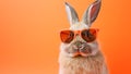 Fashionable Bunny Portrait in Vibrant Summershade Sunglasses