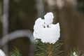 Fashionable cap and neckwear made of snow for young pine trees in Central Europe