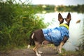 Fashionable chihuahua in clothes looks at the river