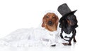 Fashionable Dachshund dog wedding Royalty Free Stock Photo