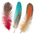 Fashionable feathers isolated on white background Royalty Free Stock Photo