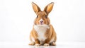 A Fashionable Fluffy Bunny Elegant Portrait of a Brown and White Rabbit Against a Pristine White Background Royalty Free Stock Photo