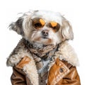 fashionable furry friends, cool and fashionable outfits.