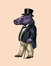 Fashionable hippopotamus. Antique gentleman in a jacket and a top hat. Victorian Ancient Retro Clothing. A man in a suit