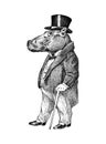 Fashionable hippopotamus. Antique gentleman in a jacket and a top hat. Victorian Ancient Retro Clothing. A man in a suit