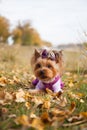 fashionable little dog Yorkshire Terrier in clothes on a walk in the autumn Park. Royalty Free Stock Photo