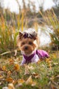 fashionable little dog Yorkshire Terrier in clothes on a walk in the autumn Park on the background of water. Royalty Free Stock Photo