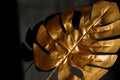 Fashionable luxuary black background eith gold monstera leaf