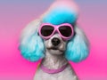 Fashionable poodle pet dog wearing sunglasses