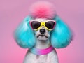 Fashionable poodle pet dog wearing sunglasses