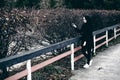 Fashionable portrait of a young brunette woman in black clothes, jeans T-shirt, coat and sunglasses, in a Gothic style sad mood Royalty Free Stock Photo