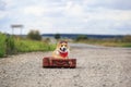 puppy dog Corgi sitting on the road on an old suitcase waiting for a passing car Royalty Free Stock Photo