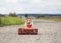 Fashionable puppy dog Corgi sitting on the road on an old suitcase waiting for a passing car with a sign