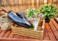 Fashionable ugly organic eggplant in a still life on a brown wooden background, with copy space Royalty Free Stock Photo