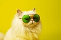 Fashionable white fluffy cat in green glasses posing on a yellow background. The cat looks at the camera suspiciously