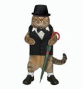 Cat gentleman with umbrella Royalty Free Stock Photo