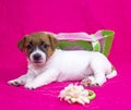 Fashionista puppy jack russell terrier girl lies on a pink coverlet with a flower and a felt bag. Glamorous background Royalty Free Stock Photo