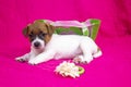 Fashionista puppy jack russell terrier girl lies on a pink coverlet with a flower and a felt bag. Glamorous background Royalty Free Stock Photo