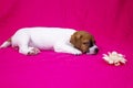 Fashionista puppy jack russell terrier girl sleeping on a pink coverlet next to a paper flower. Glamorous background Royalty Free Stock Photo