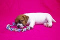 Fashionista puppy jack russell terrier girl sleeping on a pink coverlet on a wreath of flowers. Glamorous background Royalty Free Stock Photo