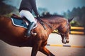 A fast bay horse with a rider in the saddle gallops at a show jumping competition. Equestrian sports. Horse riding Royalty Free Stock Photo