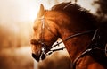 A fast, beautiful bay horse with a bridle on its muzzle is galloping rapidly, illuminated by the rays of the setting sun. Royalty Free Stock Photo