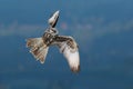 Fast bird in the fly. Lanner Falcon, bird of prey flying in nature with forest in the background. Action wildlife scene from Royalty Free Stock Photo