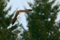 Fast bird in the fly. Lanner Falcon, bird of prey flying in nature with forest in the background. Action wildlife scene from Royalty Free Stock Photo