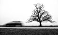 Fast car and tree on road Royalty Free Stock Photo