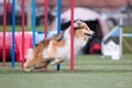 Fast and crazy sable and white Scottish rough collie running agility slalom