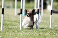 Fast and crazy tricolor papillon running agility course Royalty Free Stock Photo