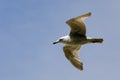 Fast flight of a lonely seagull Royalty Free Stock Photo