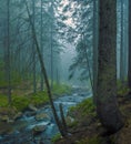 Fast flow breakers among wild forest at sunrise under the top of Hoverla, stormy clean water feeds the river Prut Royalty Free Stock Photo