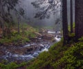 Fast flow breakers among wild forest at sunrise under the top of Hoverla, stormy clean water feeds the river Prut Royalty Free Stock Photo