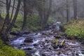 Fast flow breakers among wild forest at sunrise under the top of Hoverla, stormy clean water feeds the river Prut Royalty Free Stock Photo