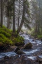 Fast flow breakers among wild forest at sunrise under the top of Hoverla, stormy clean water feeds the river Prut Royalty Free Stock Photo