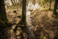 the fast flow of a small stream that flows into a forest river in early spring after the snow melts Royalty Free Stock Photo