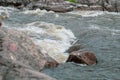 Fast flowing cold water mountain stream, flowing stormy stream stream, nature outdoors, fresh stream dark blue water Royalty Free Stock Photo