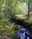 Fast flowing rocky woodland stream with overhanging trees