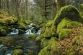 Fast flowing stream in ancient forest Royalty Free Stock Photo