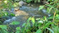 Fast flowing water over rocks in a creek Royalty Free Stock Photo