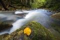 Fast flowing through wild green mountain forest river stream with crystal clear water and bright yellow leaf on big wet boulders. Royalty Free Stock Photo