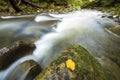 Fast flowing through wild green mountain forest river stream with crystal clear water and bright yellow leaf on big wet boulders. Royalty Free Stock Photo