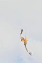 Fast flying acrobatics in perfection Royalty Free Stock Photo