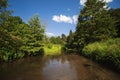 Fast forest river with foliage on the water surface Royalty Free Stock Photo